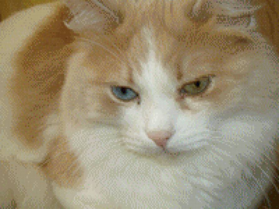 кисонька - разноглазка - предпросмотр