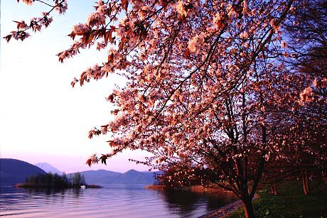 Цвет сакуры. - пейзаж, цветы, сакура, вода - оригинал