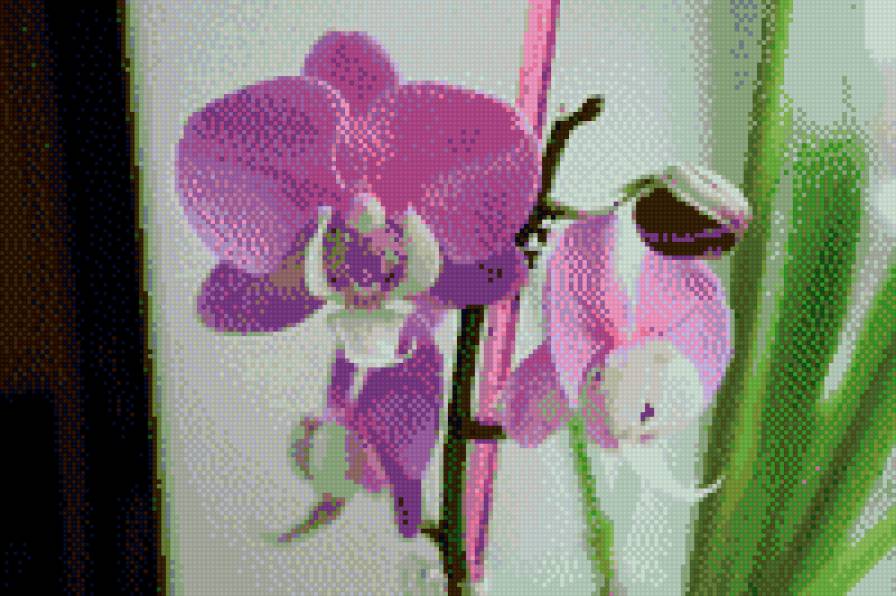 орхидея - фалинопсис - предпросмотр