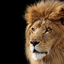 Оригинал схемы вышивки «Лев царь зверей» (№572675)