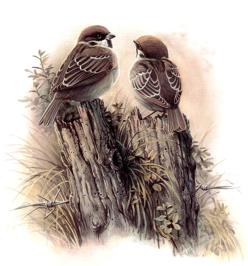 воробушки - пейзаж, природа, птицы - оригинал