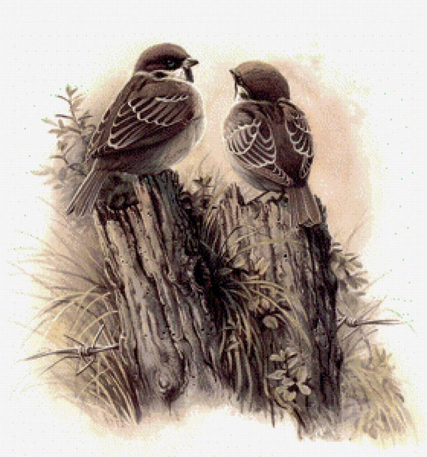 воробушки - природа, пейзаж, птицы - предпросмотр