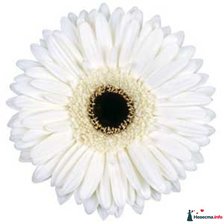 Схема вышивки «белый гербер»