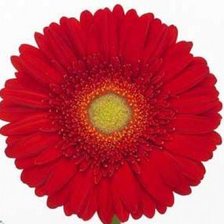 Схема вышивки «красный гербер»