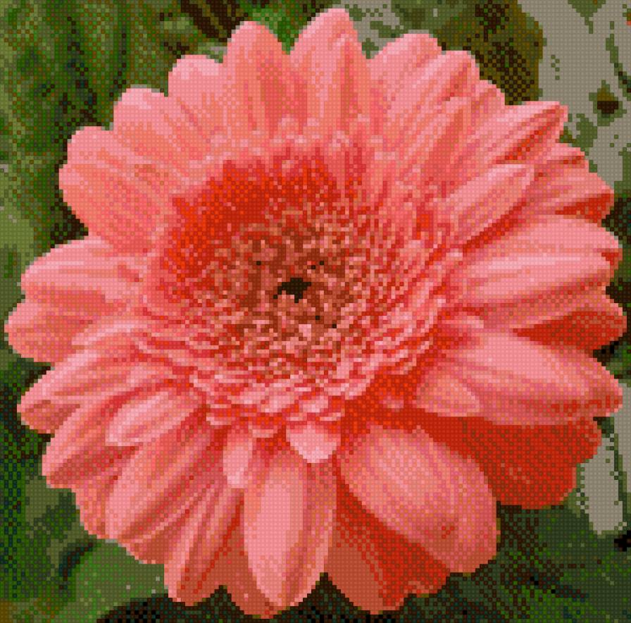 розовый гербер - цветы, гербер - предпросмотр