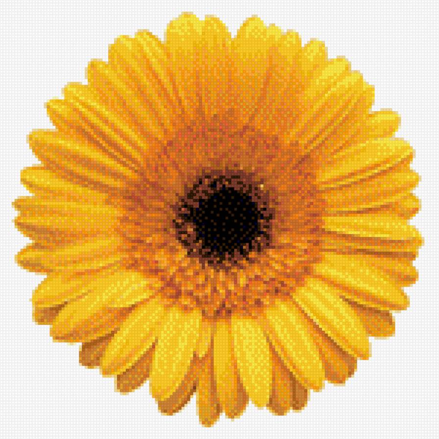 желтый гербер - цветы, гербер - предпросмотр