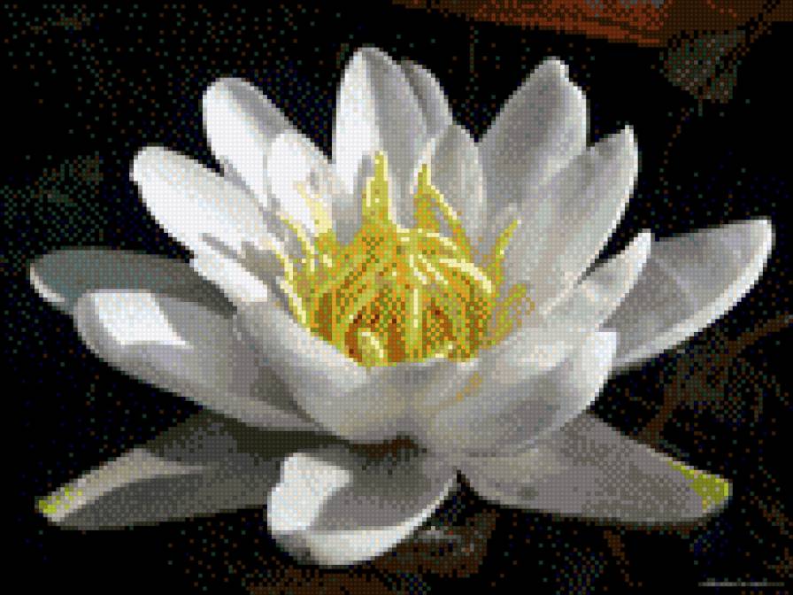 кувшинка - кувшинка, цветы - предпросмотр