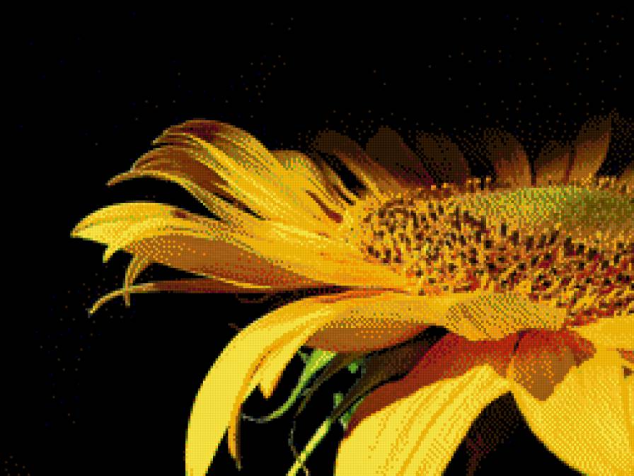 Подсолнух - подсолнухи, цветы - предпросмотр