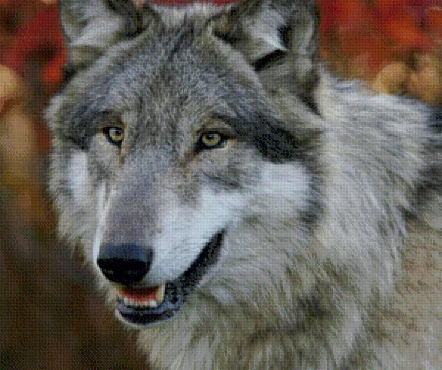 волк - волк, морда, животные - предпросмотр