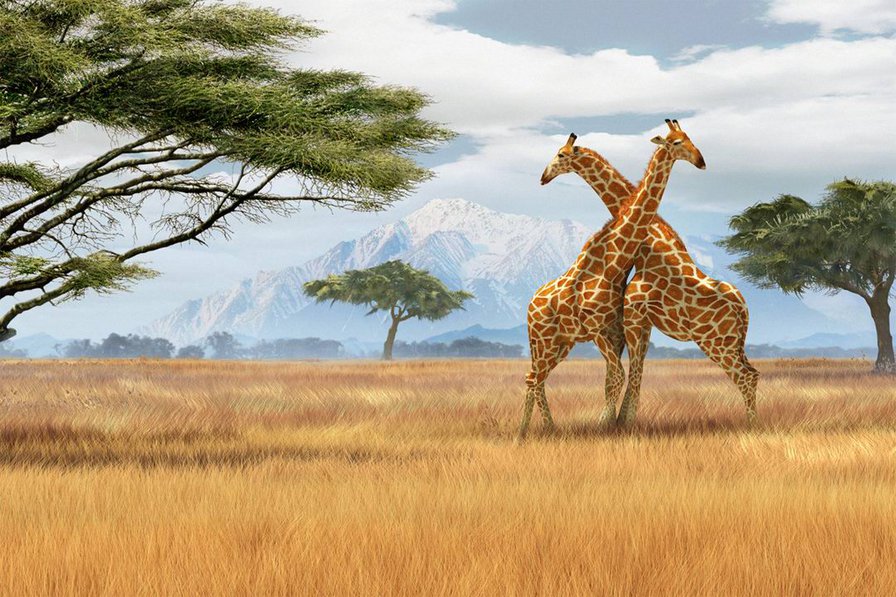 пара жираф - африка, жираф - оригинал
