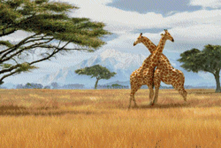 пара жираф - жираф, африка - предпросмотр