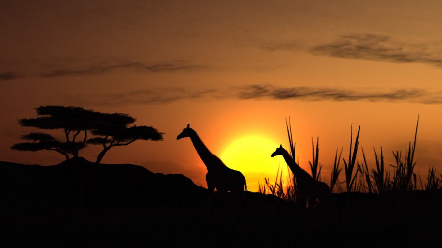 жираф - жираф, ночь, африка - оригинал