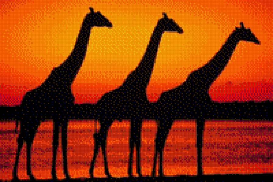 три жирафа - ночь, жираф, африка - предпросмотр