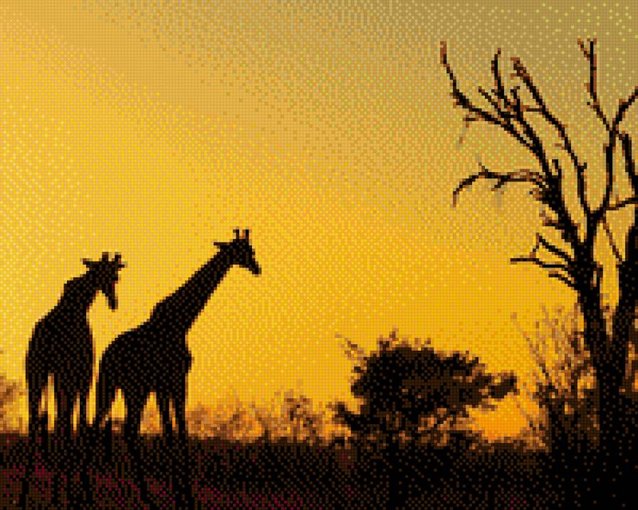 жираф - ночь, африка, жираф - предпросмотр