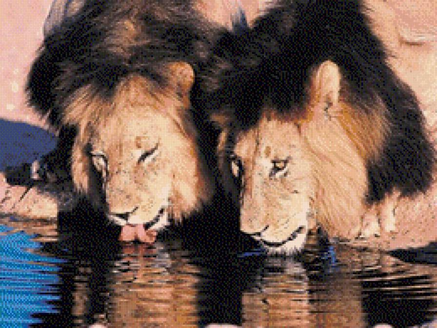 водапой - вода, африка, лев - предпросмотр