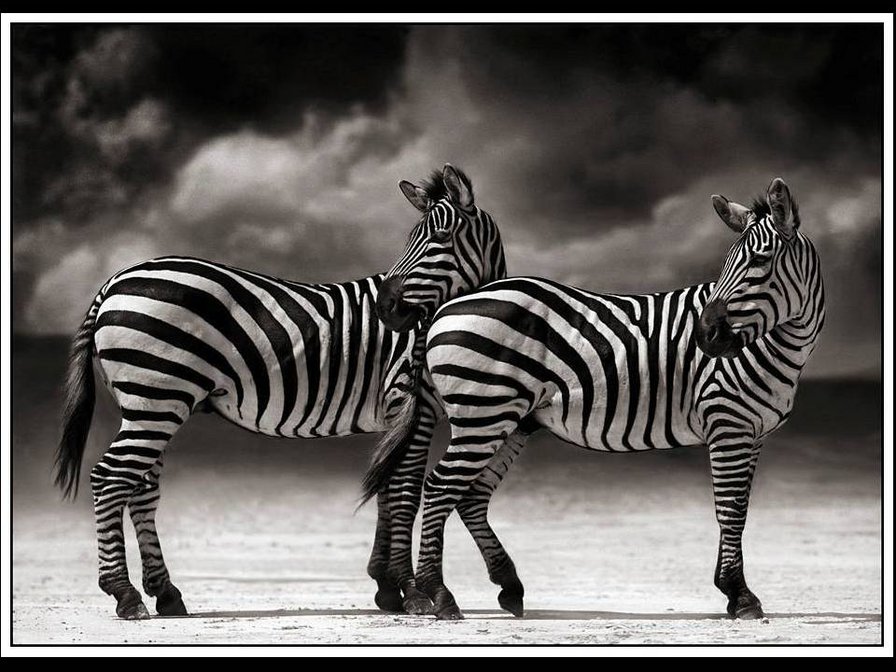 зебры - африка, зебра - оригинал