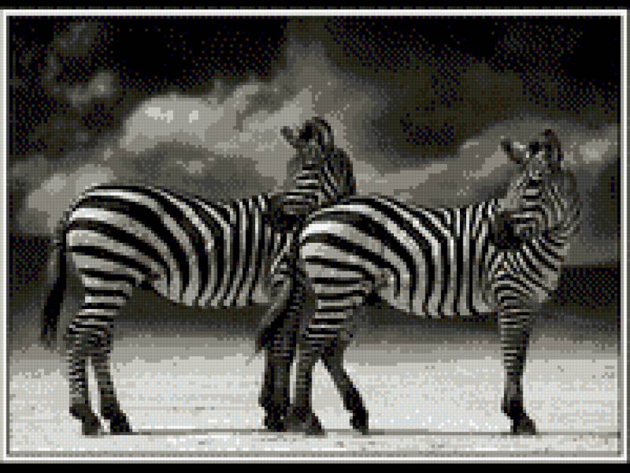 зебры - зебра, африка - предпросмотр