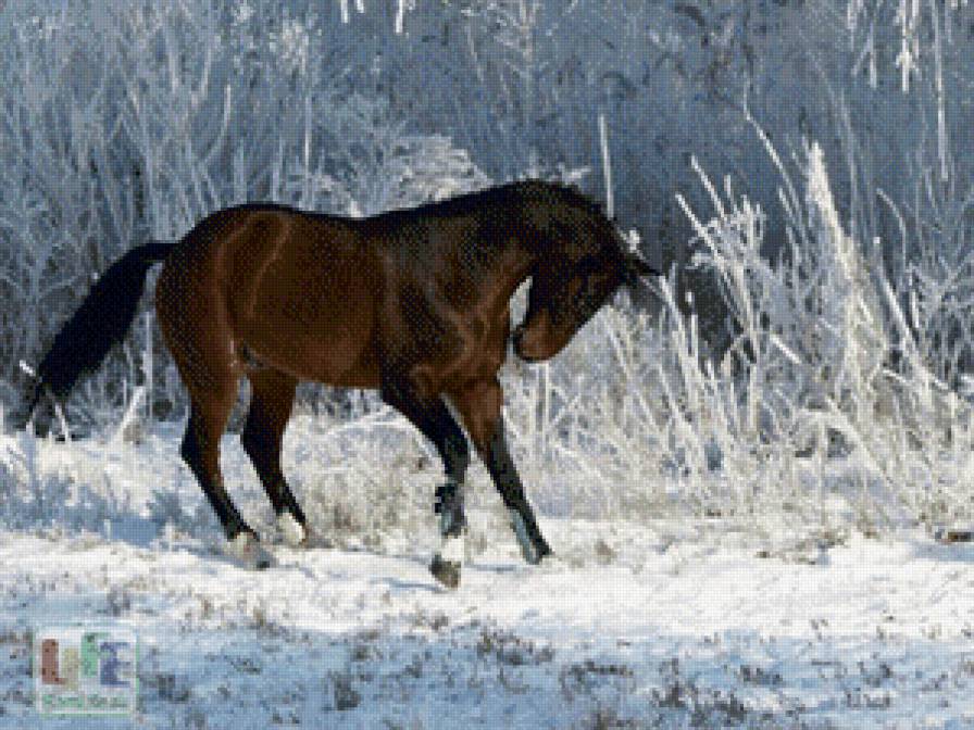 Год лошадь видео. Вестфальская порода лошадей. Гнедая лошадь зимой. Коричневая лошадь. . Гнедой жеребец зимой.