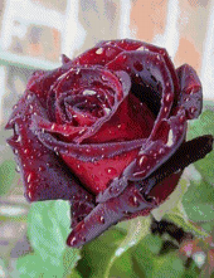 роза - роза, роса, цветы - предпросмотр