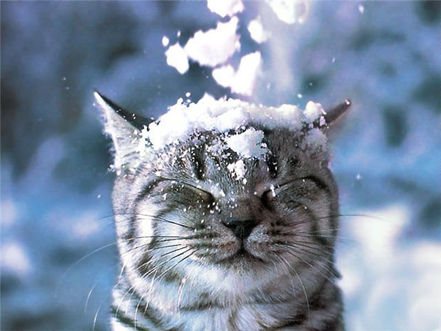 котик - кот, зима, животные, природа - оригинал