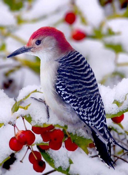 Зима - зима, птица, ягоды - оригинал