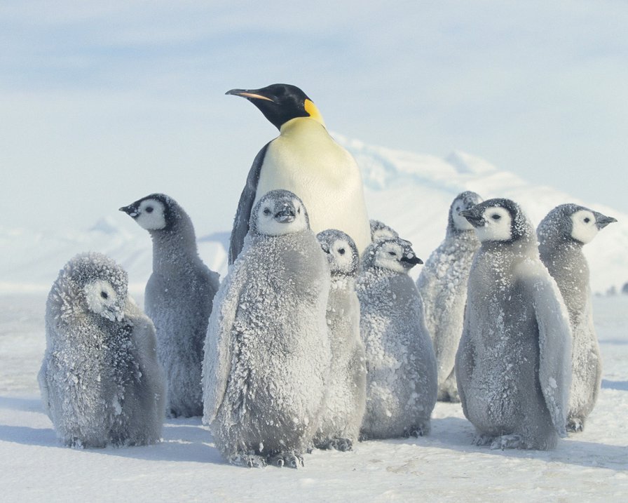 Пингвины 1 - птицы, пингвины - оригинал
