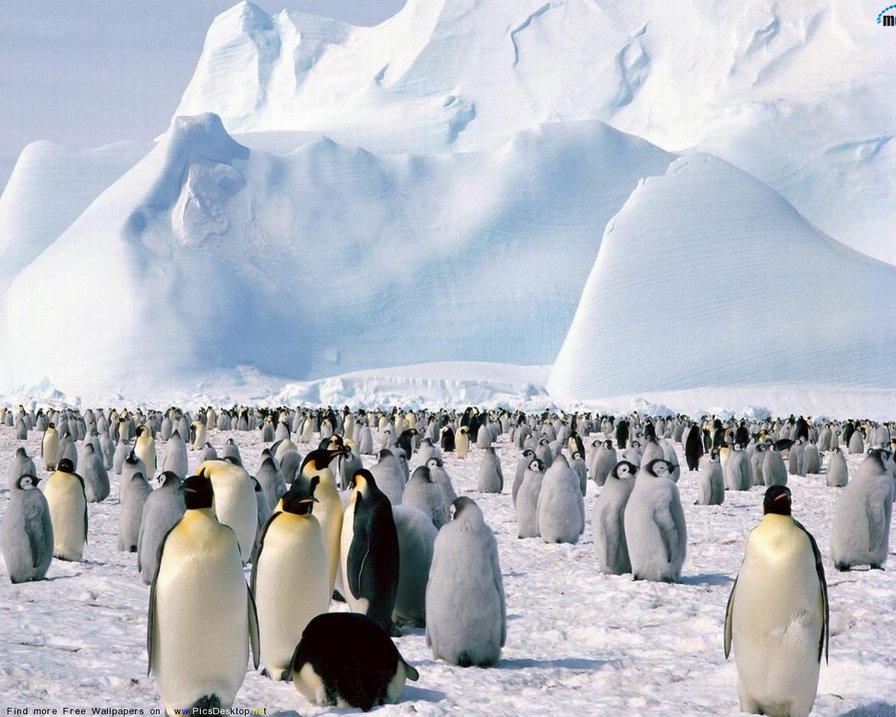 Пингвины 2 - птицы, пингвины - оригинал