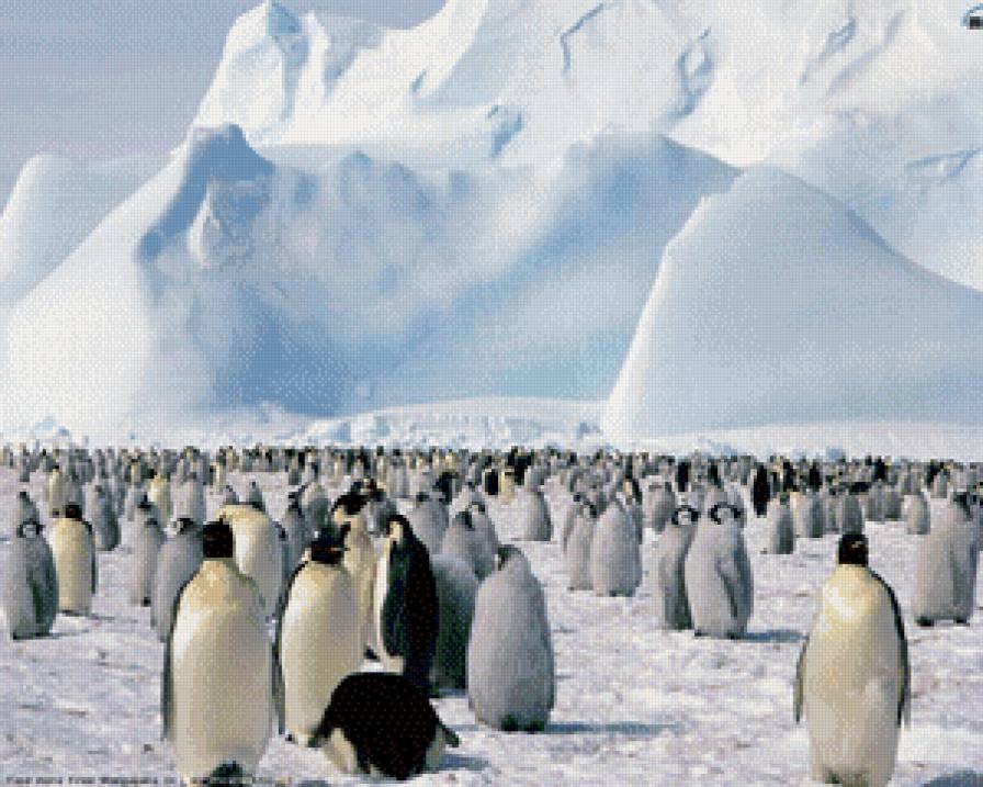 Пингвины 2 - птицы, пингвины - предпросмотр