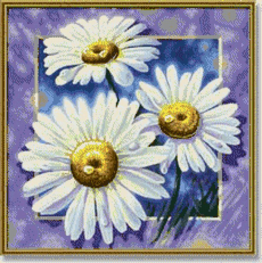 ромашки - роса, ромашки - предпросмотр