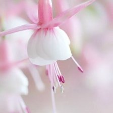 Схема вышивки «нежность в розовом»