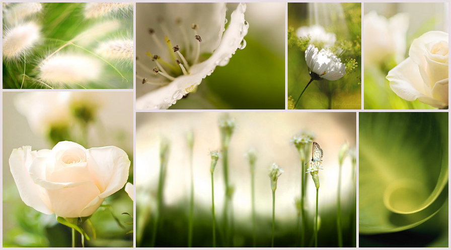 №574293 - коллаж, цветы - оригинал