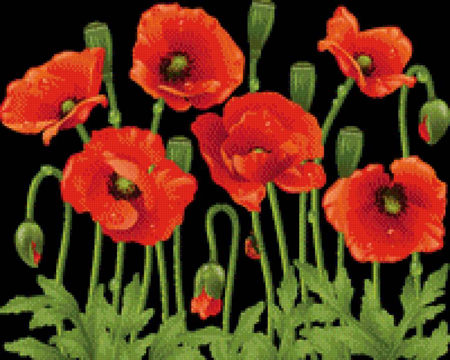 Маки - предпросмотр