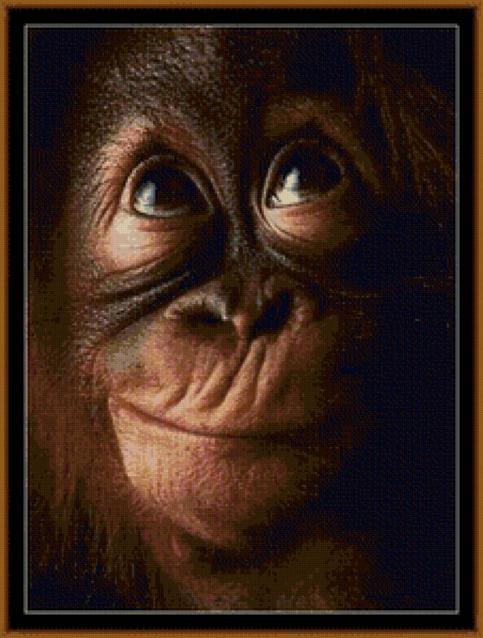 шемпанзе - предпросмотр