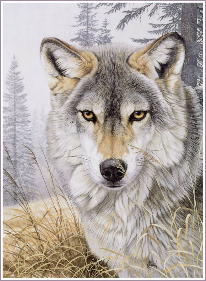 Волк - волки, животные - оригинал