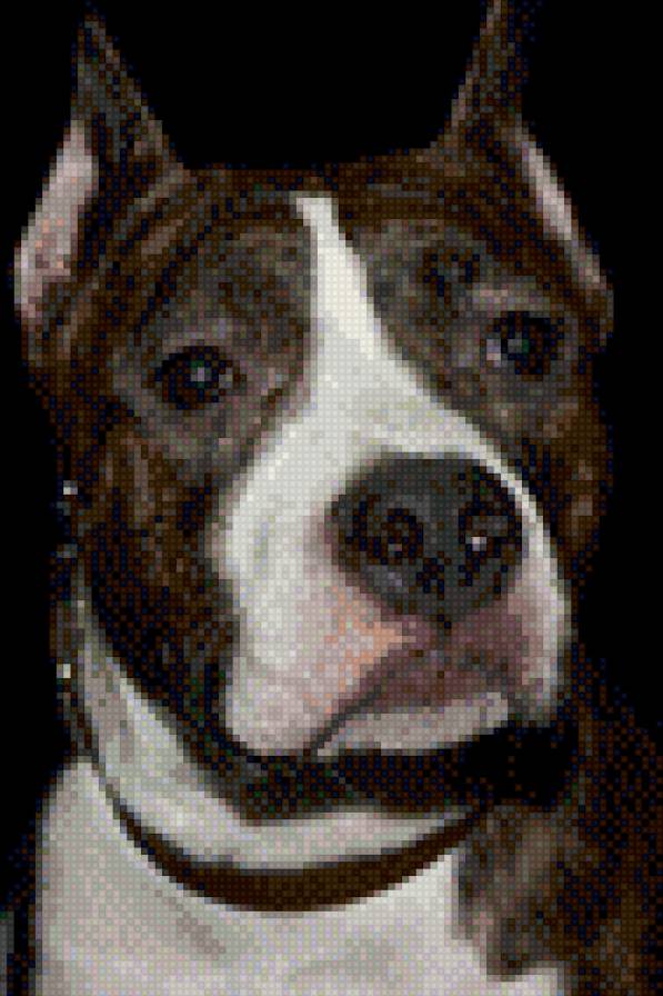 Челси - собака - предпросмотр