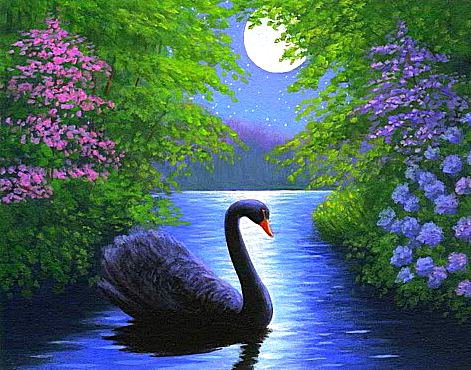 Чёрный лебедь - пейзаж, птицы, лебеди, ночь, луна, пруд, озеро - оригинал