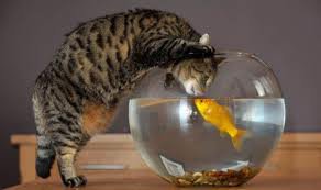 Кот и рыбка - рыбка, кот - оригинал