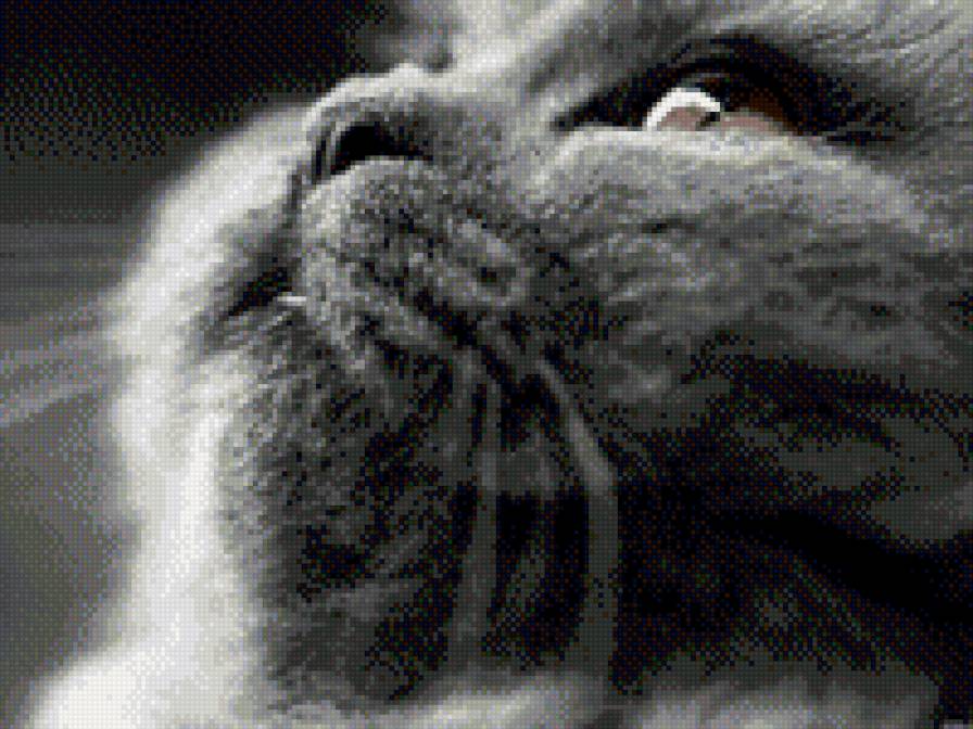 кот - кот - предпросмотр