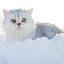 Оригинал схемы вышивки «Кошка в снегу» (№575317)