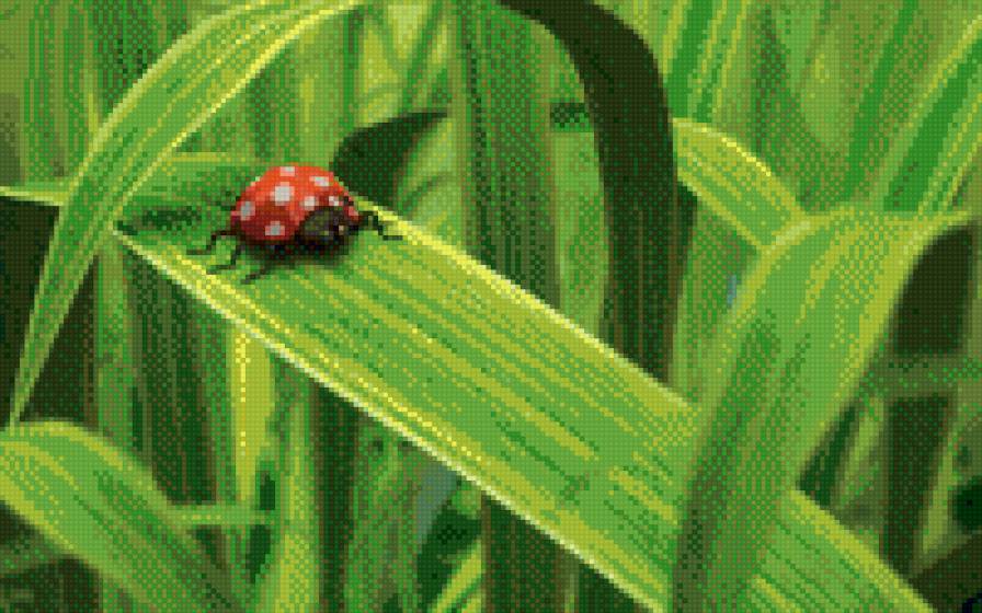 букашка - насекомое - предпросмотр