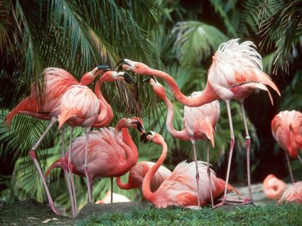 фламинго - картина птицы - оригинал