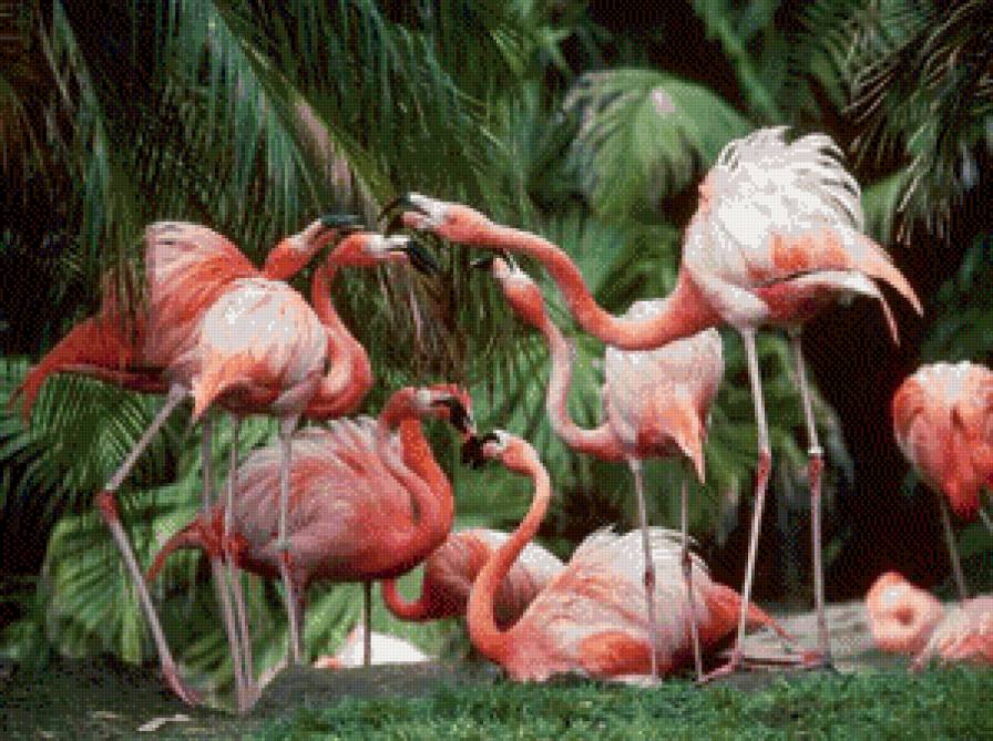 фламинго - картина птицы - предпросмотр