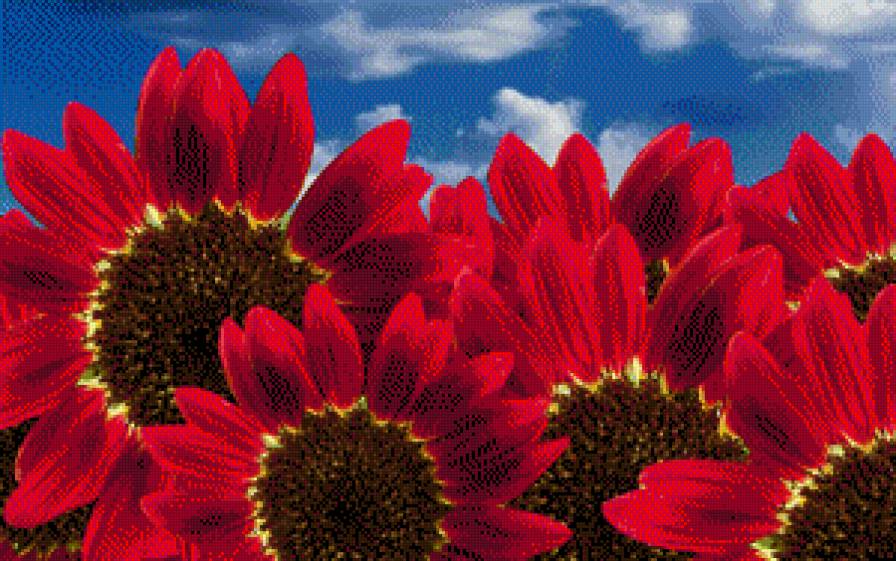 Красные подсолнухи - подсолнухи, цветы - предпросмотр