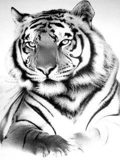 №575803 - животные - оригинал