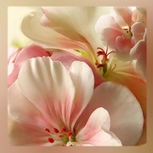 №575811 - цветы - оригинал