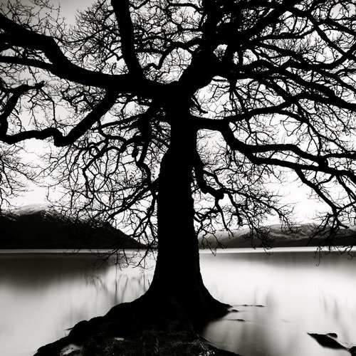 Чёрное Дерево - оригинал