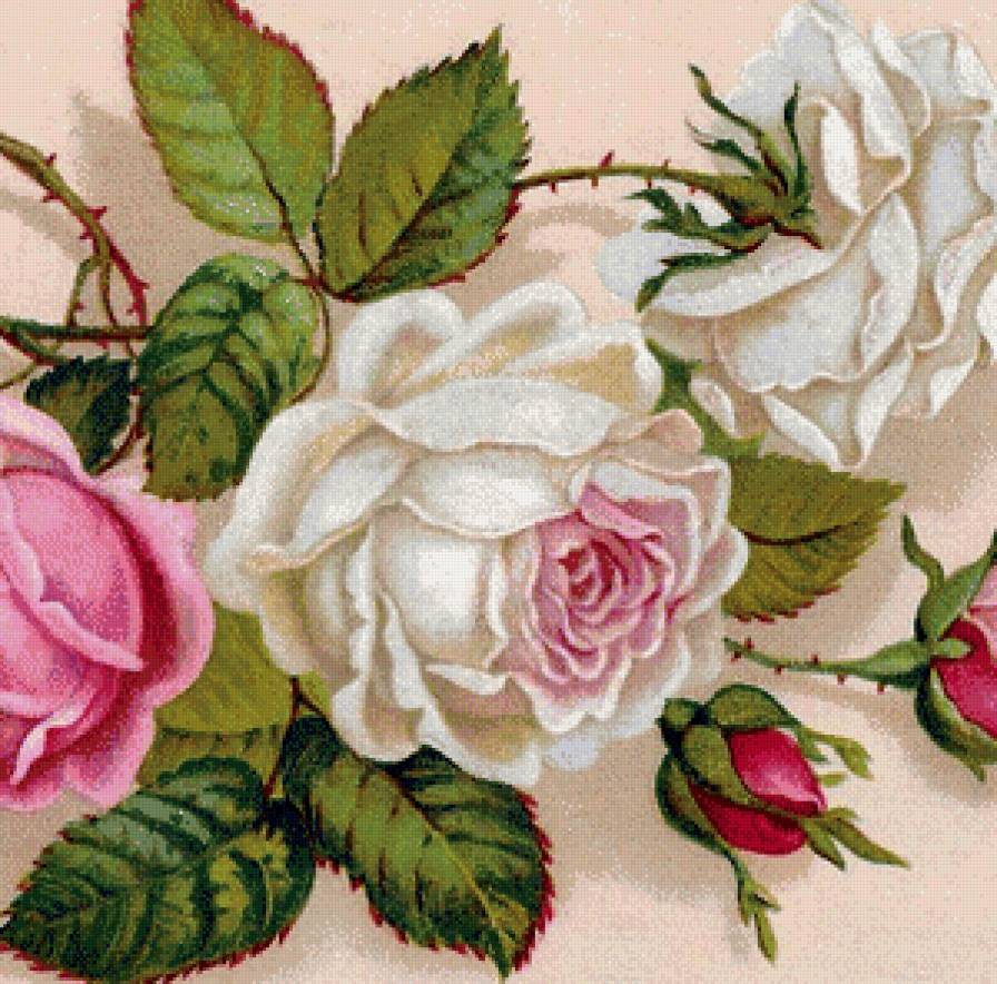 №576099 - розы - предпросмотр