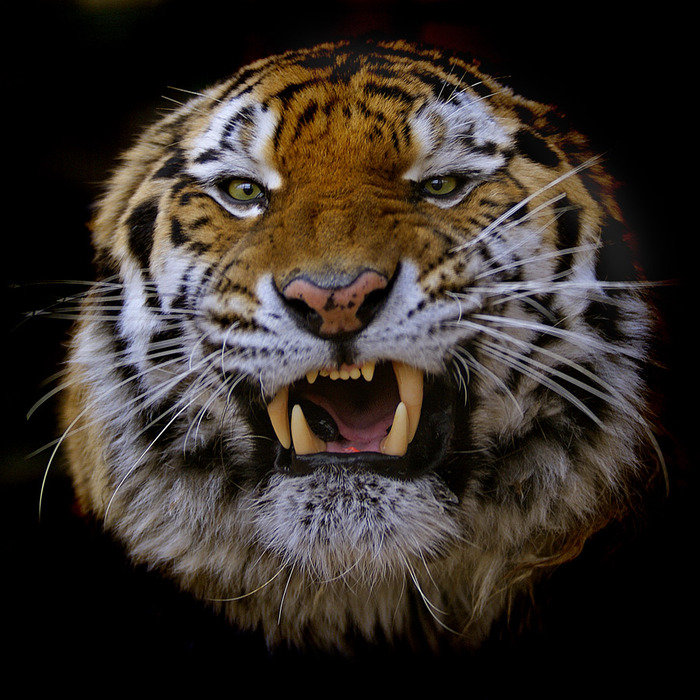 оскал тигра 2 - оскал, рык, большие кошки, тигр - оригинал