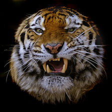 оскал тигра 2