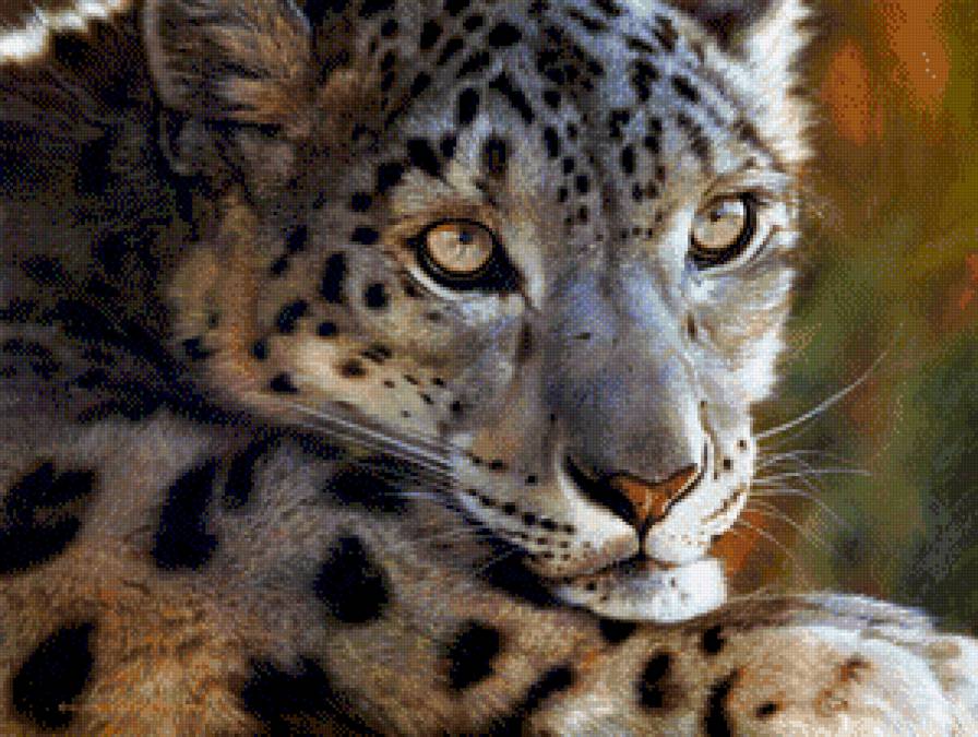 снежный барс1 - дикие кошки, ирбис - предпросмотр